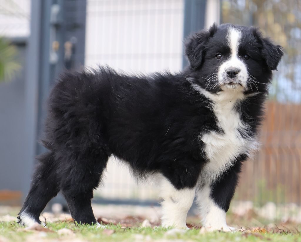 Des Collines d'Iowa - Chiots disponibles - Berger Australien