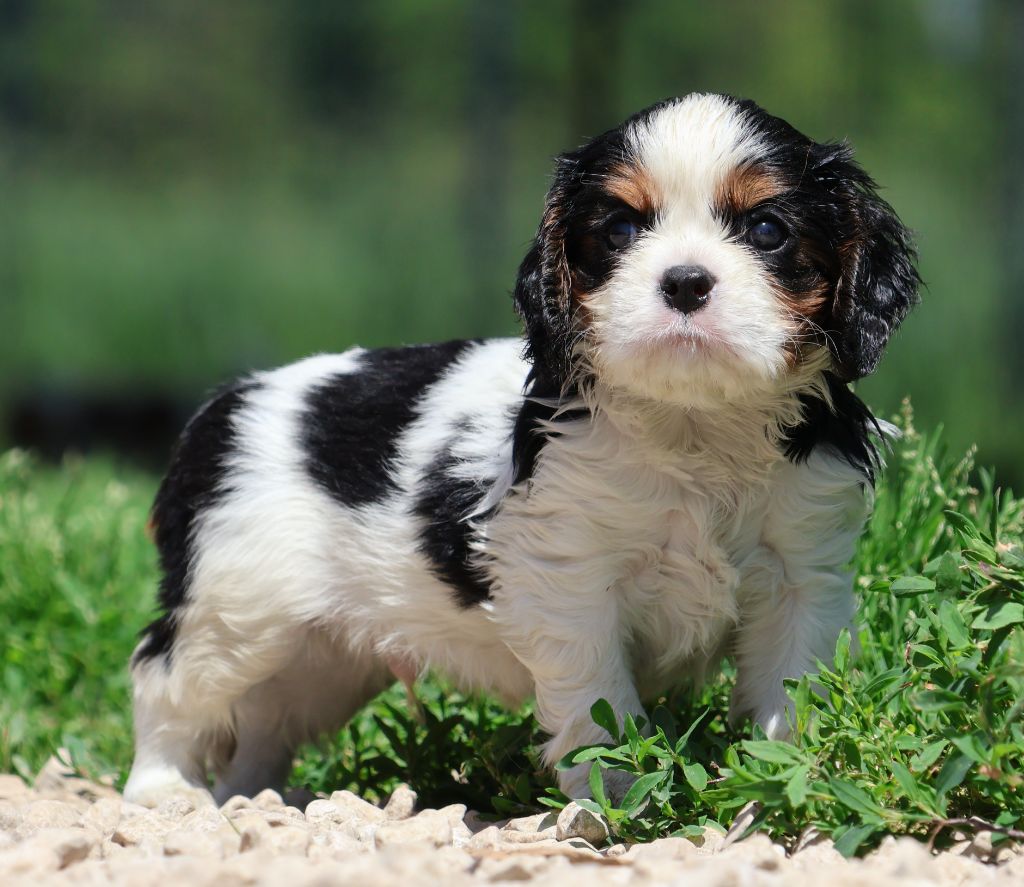 Des Collines d'Iowa - Chiots disponibles - Cavalier King Charles Spaniel
