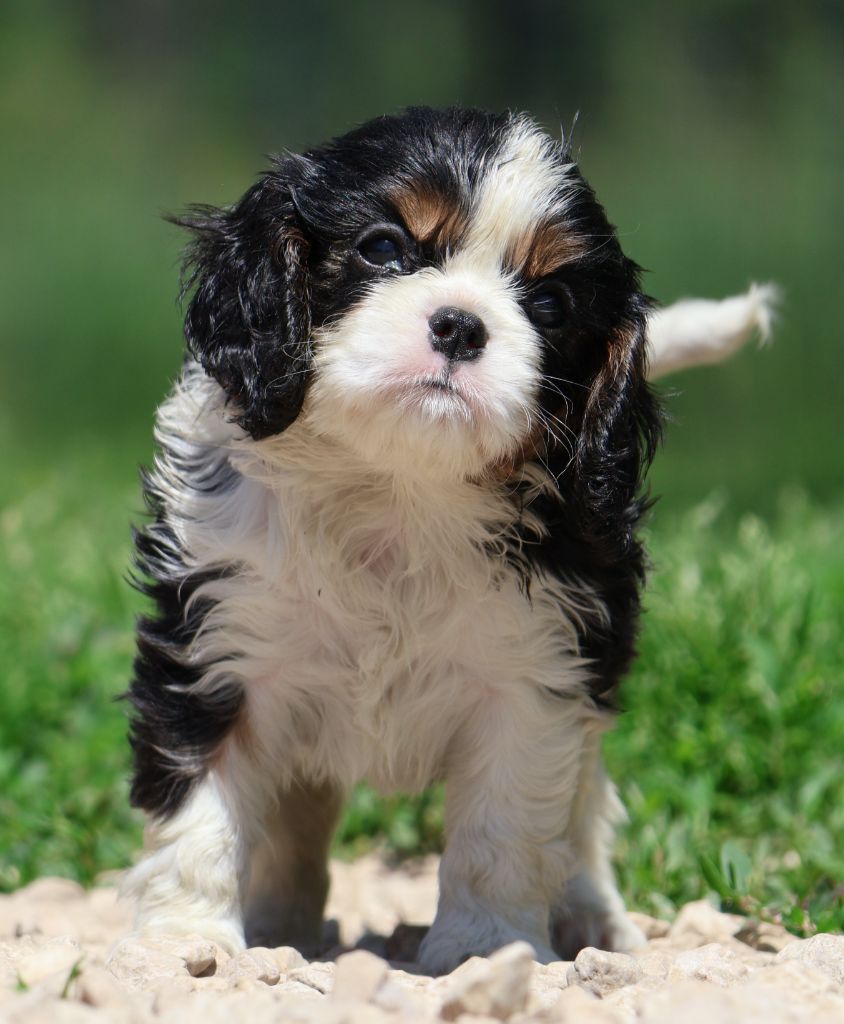 Des Collines d'Iowa - Chiots disponibles - Cavalier King Charles Spaniel
