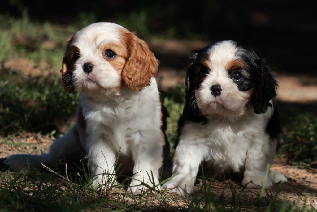 Des Collines d'Iowa - Cavalier King Charles Spaniel - Portée née le 11/08/2025