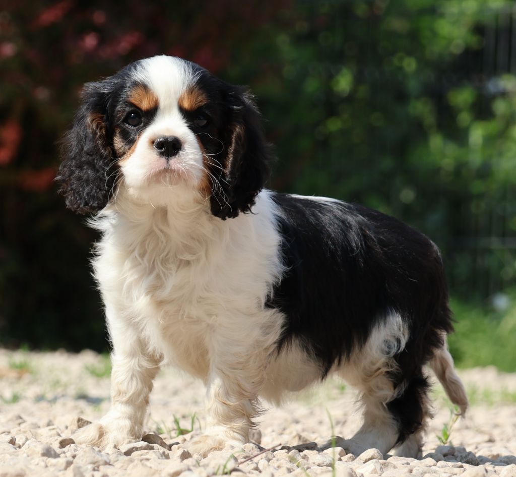 Des Collines d'Iowa - Cavalier King Charles Spaniel - Portée née le 16/04/2025