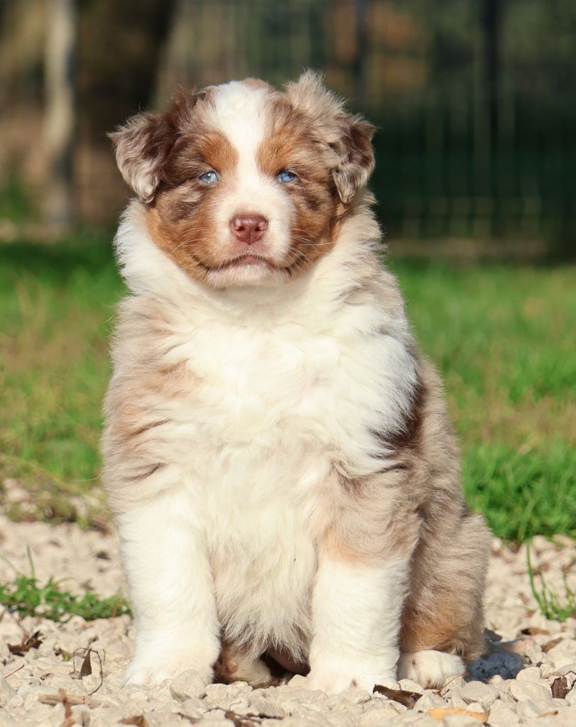 Des Collines d'Iowa - Chiots disponibles - Berger Australien