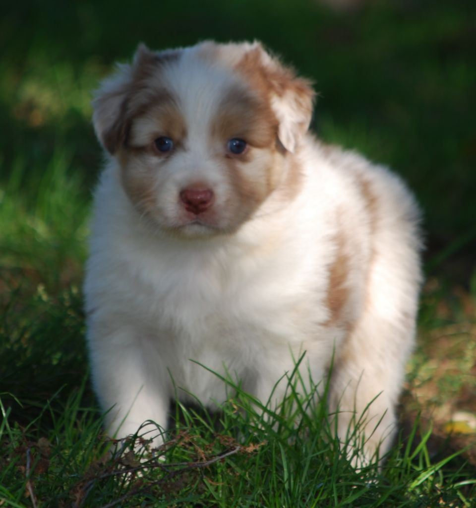 Des Collines d'Iowa - Berger Australien - Portée née le 21/08/2023