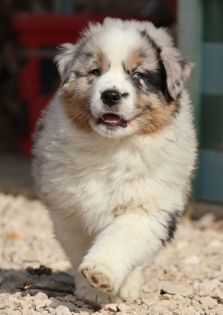 Des Collines d'Iowa - Chiots disponibles - Berger Australien