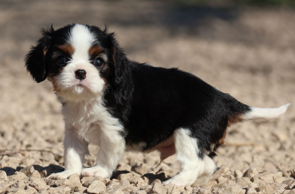 Des Collines d'Iowa - Chiots disponibles - Cavalier King Charles Spaniel