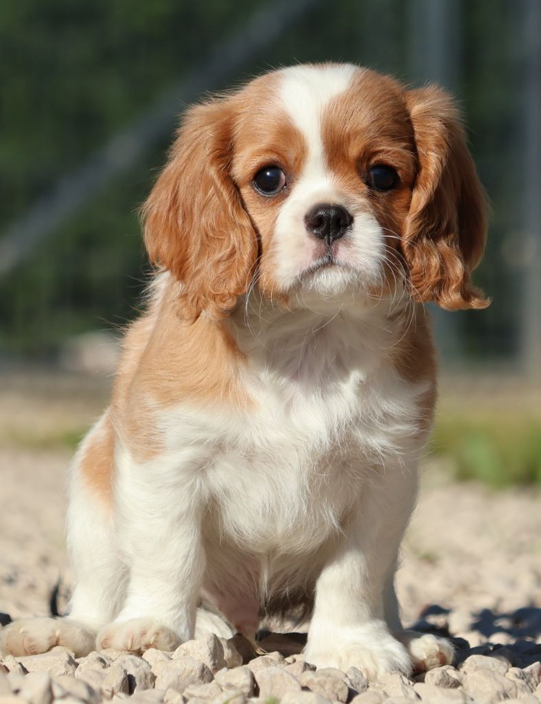 Des Collines d'Iowa - Cavalier King Charles Spaniel - Portée née le 06/08/2025
