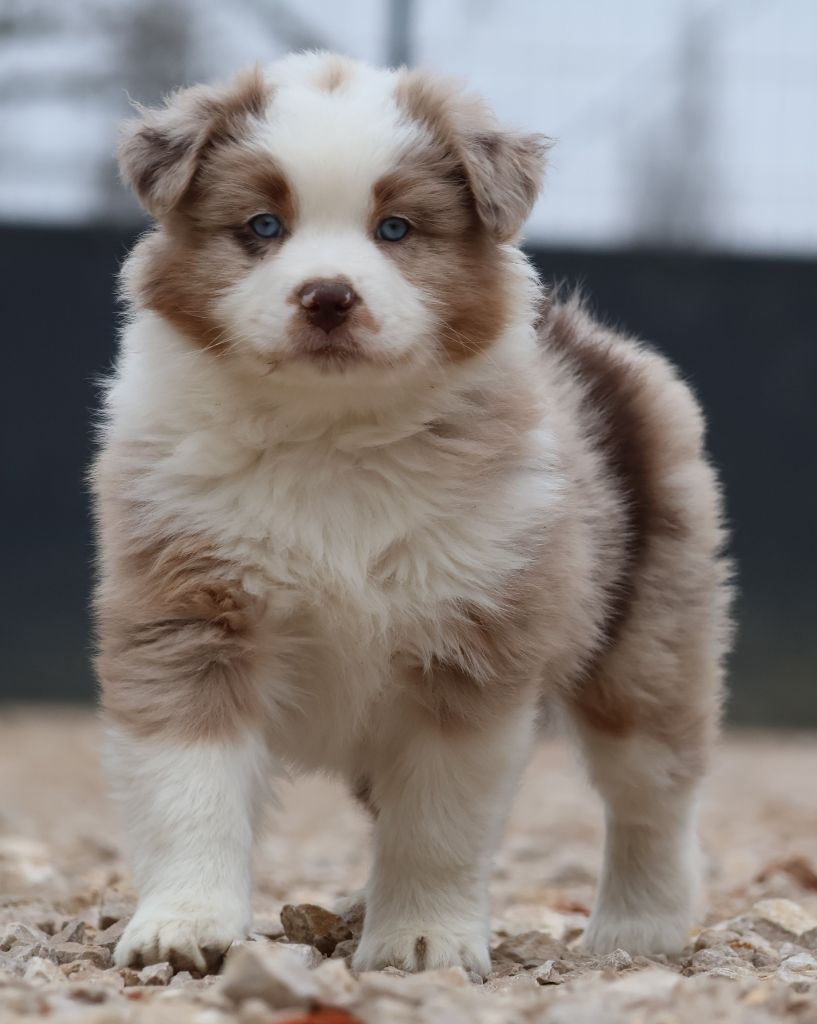 Des Collines d'Iowa - Berger Australien - Portée née le 16/12/2024