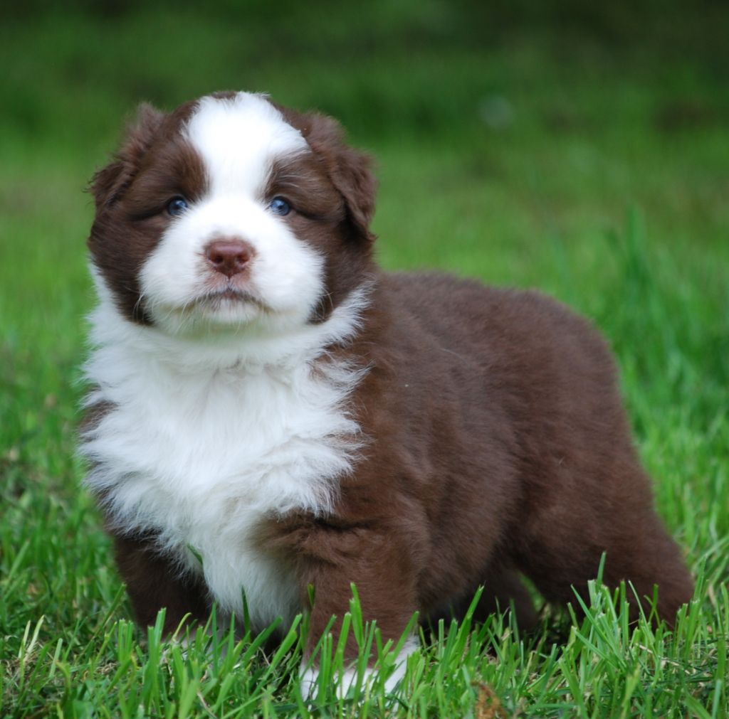 Des Collines d'Iowa - Berger Australien - Portée née le 04/04/2023