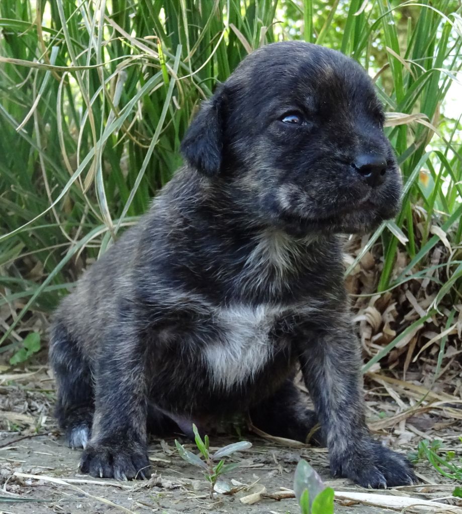 CHIOT