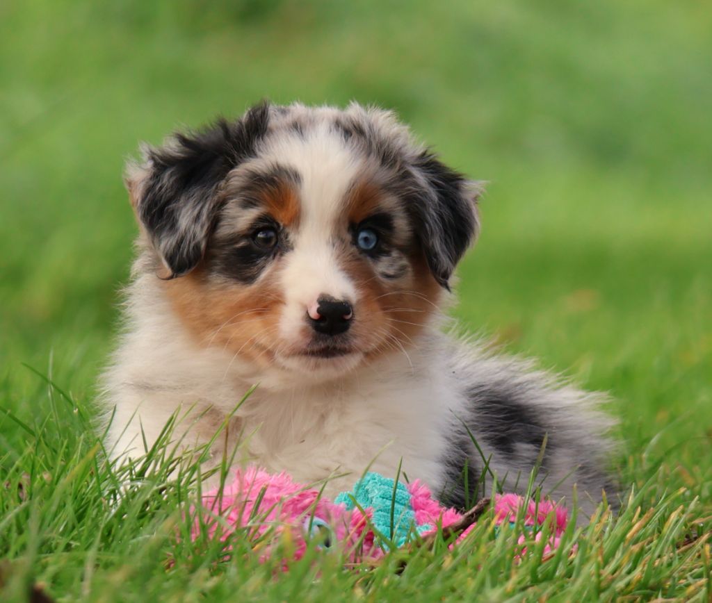 Des Collines d'Iowa - Chiots disponibles - Berger Australien