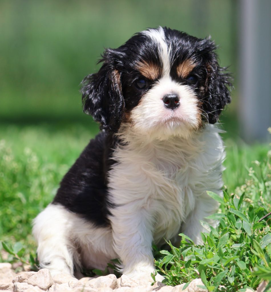 Des Collines d'Iowa - Chiots disponibles - Cavalier King Charles Spaniel