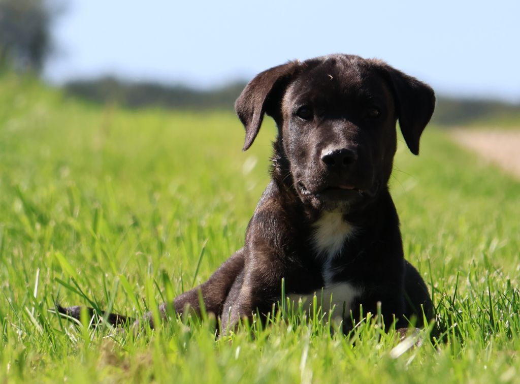 Des Collines d'Iowa - Chiots disponibles - Cao Fila de São Miguel