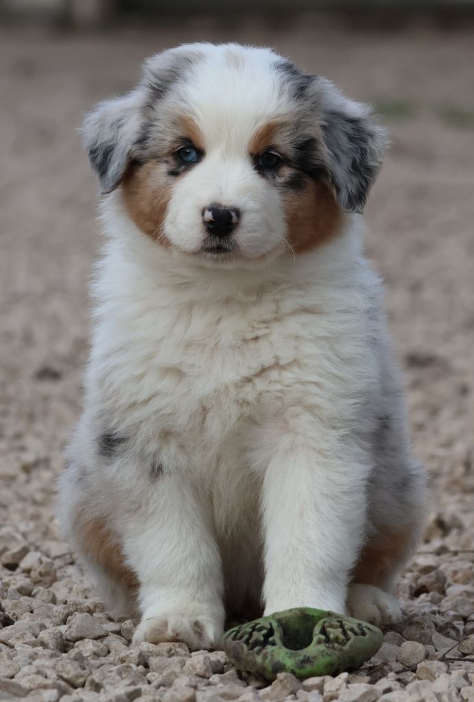 Des Collines d'Iowa - Berger Australien - Portée née le 27/12/2024