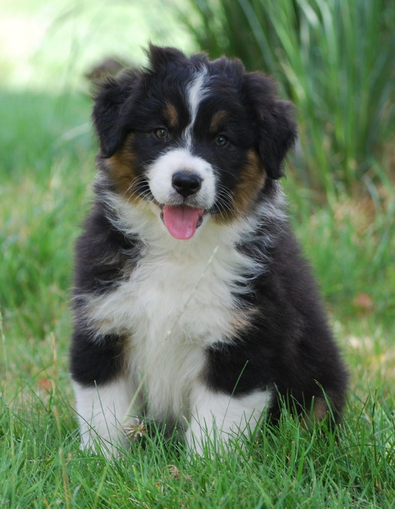 Des Collines d'Iowa - Berger Australien - Portée née le 30/05/2024